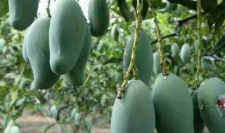 桂七芒果几月份成熟上市（桂七芒果是哪里的特产）