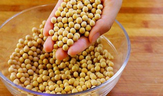 黄豆养花技巧 黄豆养花技巧和方法