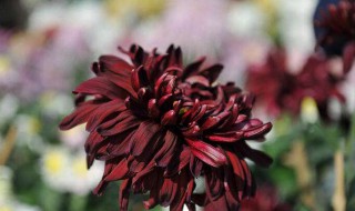 墨菊是什么颜色 墨菊的颜色和形状