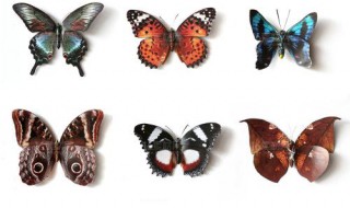 蝴蝶标本制作方法 蝴蝶标本制作方法步骤