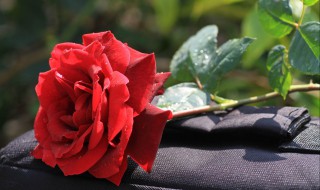 各种玫瑰花的含义（各种玫瑰花的含义和象征）