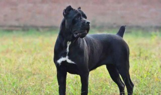 很怕狗怎么办（怕狗的人遇到狗怎么办）