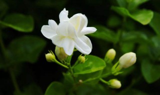 茉莉花家庭养殖方法（茉莉花家庭养殖方法和注意事项）