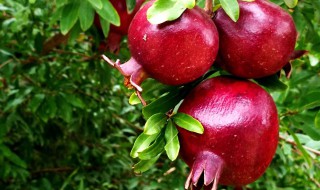 种瓜果怎么使用磷酸二氢钾（种瓜果怎么使用磷酸二氢钾肥料）