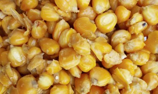 发酵玉米饵料制作方法 发酵玉米饵料制作方法视频