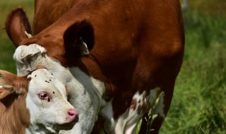 牛的年龄鉴别方法 牛的年龄鉴别方法图片