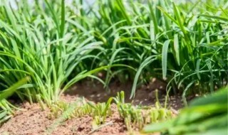 韭菜种子的种植方法 韭菜种子的种植方法视频