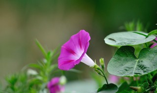 牵牛花种植时间方法（牵牛花种植时间方法图片）