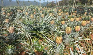 波罗盆栽种植方法（波罗盆栽种植方法视频）