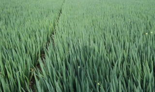 分葱最好种植方法 分葱的栽培技术