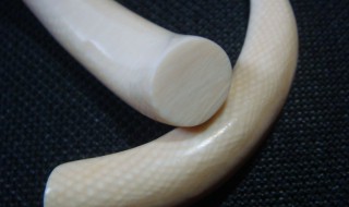 象牙鉴别方法(象牙鉴别方法图解大全)