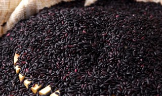 黑米真假的鉴别方法 黑米真假的鉴别方法视频
