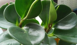 吸烟鬼的养殖方法 吸烟鬼的养殖方法和注意事项