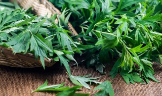 艾叶煮水洗澡正确方法 艾叶煮水洗澡的好处