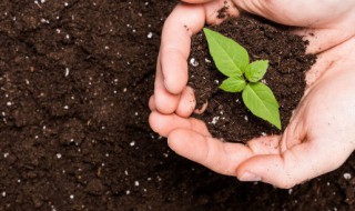 烧苗的补救方法 烧苗的补救方法生物