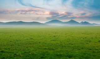 草坪枯死补救方法（草坪枯黄快捷处理方法）