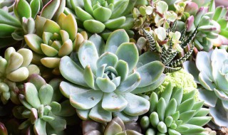 药锦多肉补救方法(药锦多肉能活多久)