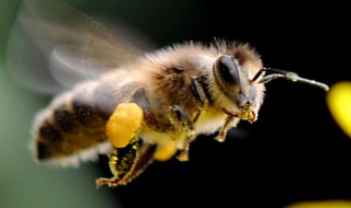 蜂叮着怎么处理