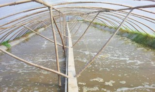 养虾水要怎么处理 养虾的水