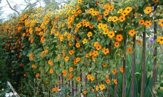 爬藤如何做造型