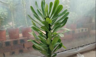 龙骨怎样做盆景(龙骨盆景养殖方法)