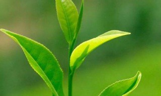 绿茶变味怎么处理