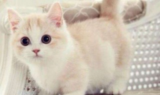 奶猫眼屎怎么处理(奶猫眼屎怎么处理好)