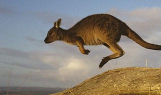 袋鼠之国是哪个国家(袋鼠之国是哪个国家的名称)