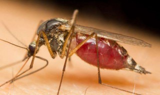 灭蚊虫的方法（灭蚊虫方法的制作过程视频）