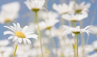 花盆有细菌怎么处理(花盆有细菌怎么处理掉)
