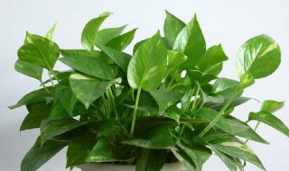 绿萝的剪护方法(绿萝的剪护方法有哪些)