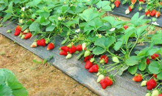 草梅种植时间和方法 草梅种植技术