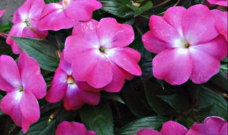 花种子的种植方法 月季花种子的种植方法