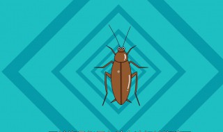 用什么方法把蟑螂灭了(用什么方法把蟑螂灭了最快)