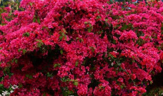 三角梅为什么只长叶子不开花 三角梅为什么只长叶子不开花怎么修剪