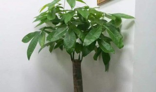 怎样养发财树（怎样养发财树才茂盛）