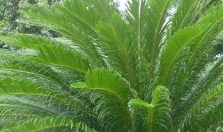 铁树哪些人不宜养 铁树哪些人不宜养枫树盆景