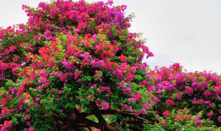 怎样种植花卉(怎样种植花卉盆景)