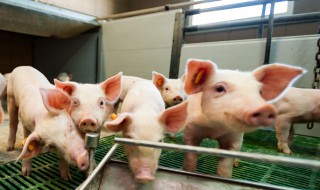 怎样建养猪大棚（怎样建养猪大棚最便宜）