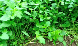 夏天35度怎样种植香菜 夏天35度怎样种植香菜视频