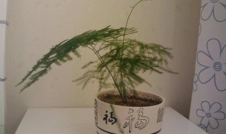 文竹的风水作用 文竹的风水作用及摆放禁忌