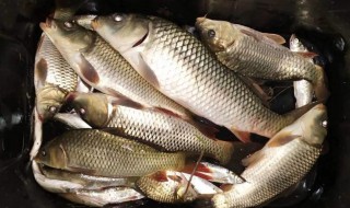 怎么样才能钓到草鱼 钓鱼怎么钓草鱼