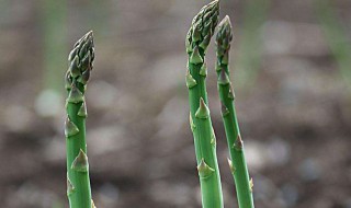 芦笋催芽的方法 芦笋怎样催芽