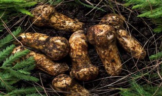 长白山特产 长白山特产水果