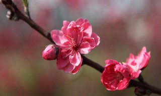 怎样催旺桃花运（催旺桃花运的几种灵验的方法）
