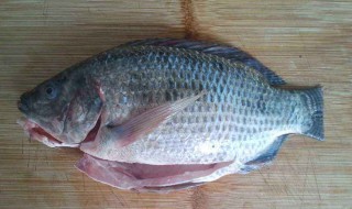 大罗非鱼用怎么钓 大罗非鱼用怎么钓的