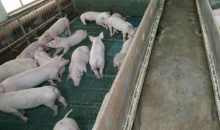 怎样喂猪长得快 怎样喂猪长得快一点