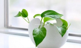 怎样去甲醛最快最有效（怎样去甲醛最快最有效的方法,自己用过的）