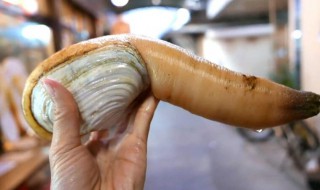 象拔蚌是什么梗