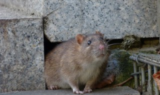 怎样灭老鼠最有效 怎样灭老鼠最有效的